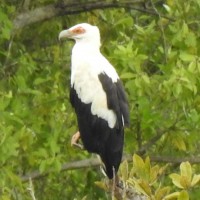 Palm-nut Vulture